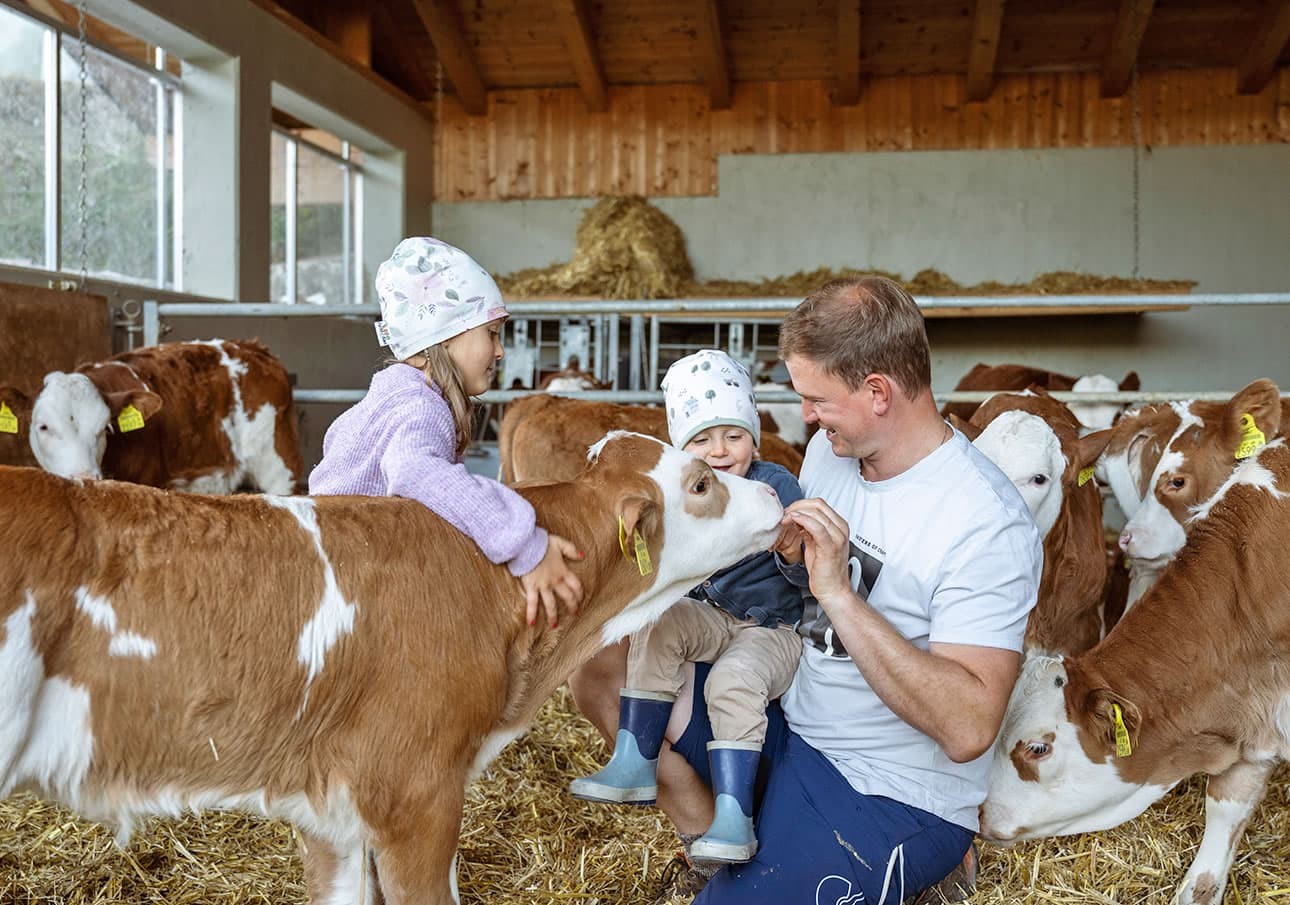 Die jungen im Herbst geborenen Kälbchen streicheln